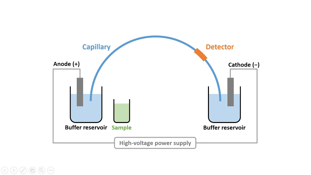 Capillary Electrophoresis (Part 2): Instrumentation & Electroosmotic Flow