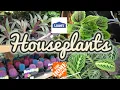 Houseplants at Lowes Big Box Plant Shopping Houseplants at The Home Depot