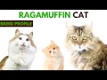 Ragamuffin Cat Breed Profile History - Traits
