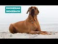 RHODESIAN RIDGEBACK 101 - THE LION DOG OF AFRICA
