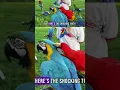 Lagu the full video here👉https://youtu.be/verKndxPx4U?si=B-VN8VTaWZ6AenfD.why parrots talk.