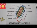 How to Draw Bacterium Structure Prokaryotic Cell Diagram for Biology Science Students