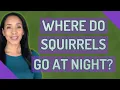 Where do squirrels go at night