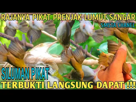 Download MP3 Suara Pikat Prenjak Lumut Terancam Kombinasi memanggil kawanan respon paling cepat