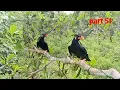 Download Lagu mikat burung beo di pohon rendah poin lepas lagi..