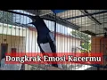 Download Lagu KACER GACOR PENDONGKRAK EMOSI #kacer #kacergacor #kacermania 