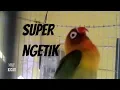 LANGSUNG KONSLET, SETELAH DENGAR SUARA LOVEBIRD INI, BISA DIGUNAKAN UNTUK TERAPI LOVEBIRD PAUD