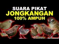 Download Lagu SUARA PIKAT BURUNG JONGKANGAN