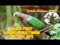 Download Lagu Suara Pikat Burung Punai Tanah Ampuh \u0026 Langsung Datang MP3 @kicauburungchannel374