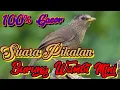 Download Lagu Suara Pikatan Burung Wambi Mini ll Cocok untuk pikatan anti zonk