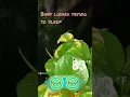 Adventures With Wildcat Loris SC
