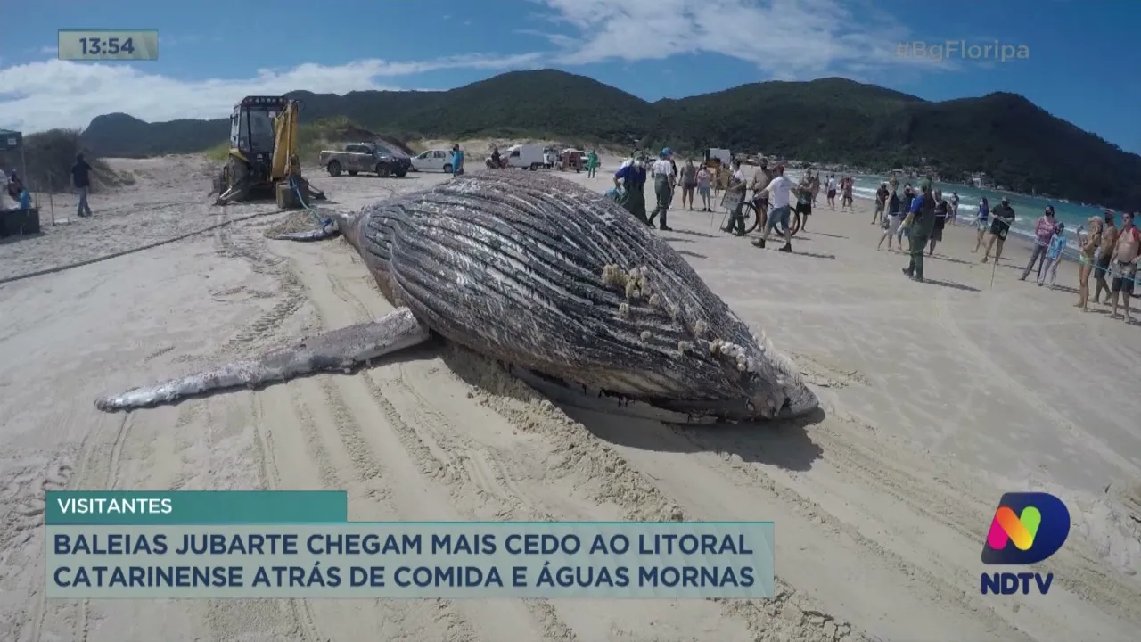 Baleias Jubarte chegam mais cedo ao litoral catarinense atrás de comida e águas mornas