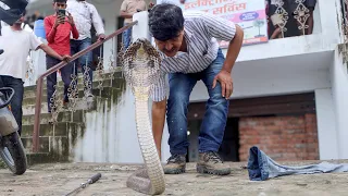 गोदाम में था जहरीले नाग का कब्जा! बहुत दिनों बाद देखने को मिला इतना ऊँचा फ़न वाला नाग।(Cobra Snake)