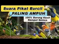 Download Lagu SUARA PIKAT BURCIL PALING AMPUH📍Sogon,Kemade,Korlap,Mantenan 100% NO HOAX.