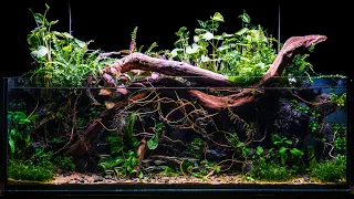 Underwater Cave Overrun by Roots Nano Fish Tank
