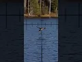 Download Lagu Mallard Duck Hunt | Epic Forest Lake Hunting Shot #duckhunting #airgunhunting #birdhunting