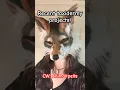 Taxidermy Haul