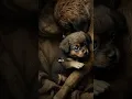 Download Lagu 🐶 : air mataku jatuh, karena ibu tak lagi bisa menjilat kepalaku dengan penuh kasih