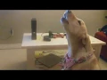 Ony participates in howlception