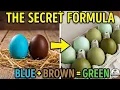 Create Olive Eggers Marans Ameraucana GREEN EGGS