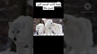 قصة الذئب الوحيد الذي أصبح ملكآ 
