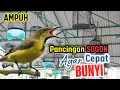 Download Lagu Pancingan Sogon Cepat Bunyi Dijamin Ampuh Sogon Langsung Respon