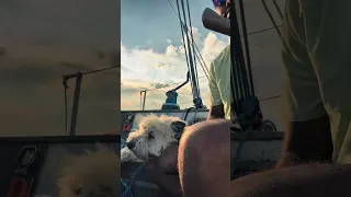 Therapy on Lake Ontario ⛵ | Sailing with my wife & dog