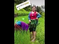 Download Lagu Nepali Short Funny TikTok Video ❤️😁😋🔥🇳🇵🌷Halka Ramailo Nepal