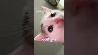 لما أتساب لوحدي في البيت اكسبلور Funny Catvideos Catmeme  لما أتساب لوحدي في البيت اكسبلور Funny Catvideos Catmeme