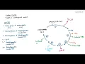 12-7 Krebs Cycle Cambridge AS A Level Biology 9700