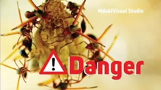 nyigu wadudu hatari maajabu na viumbe