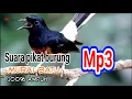 Download Lagu Suara pikat murai batu ribut mp3