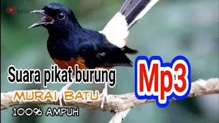 suara pikat murai batu ribut mp3