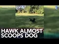 Too close for comfort Hawk almost scoops small dog