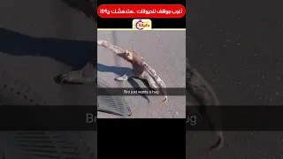 أغرب مواقف للحيوانات هتدهشك ج159 