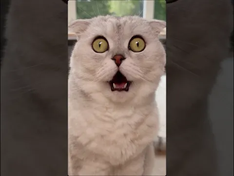 Will Sonya come back for the sound of a new food bag? 😂 #cat #cats