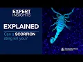Download Lagu Expert Insights: Can a Scorpion Sting Kill You?