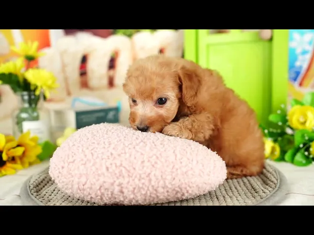 動画