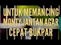 Download Lagu Monty Bety Untuk Memancing Monty Jantan Agar Cepat Bukpar