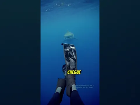 O Que Fazer Quando Um Tubarão Se Aproxima?! 😱