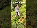 Download Lagu Panen durian: keseharian seorang petani durian