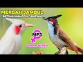 Download Lagu MERBAH JAMBUL BETINA MANGGIL JANTAN - SUARA MERBAH JAMBUL BETINA BIRAHI AMPUH BUAT PANCINGAN