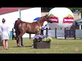 Download Lagu N 59 POBELLOIA   All Polish AHC 2025   International Show   Mares 4 6 Years Old Class 9