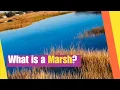What is a Marsh Learn about the Plants and Animals that live in a Marsh Habitat Lesson Boosters