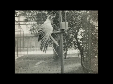Au jardin zoologique de Paris (1905) Zoological Garden (Pathé)