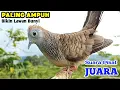 Download Lagu PERKUTUT LOKAL GACOR RAJA PIKAT Paling Ampuh 100% Cepat Birahi Gacor