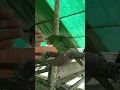 Download Lagu @burung nuri tanau kalimantan