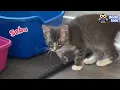 ⚡ ZAP! Can Electricity And Water Heal This Kitten’s Injured Leg? | Dodo Kids | All Better