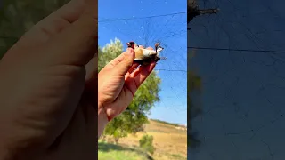 صيد الحسون بالشبكة الهوائية Chasse Chardonneret Nature Oiseaux الحسون  صيد الحسون بالشبكة الهوائية Chasse Chardonneret Nature Oiseaux الحسون