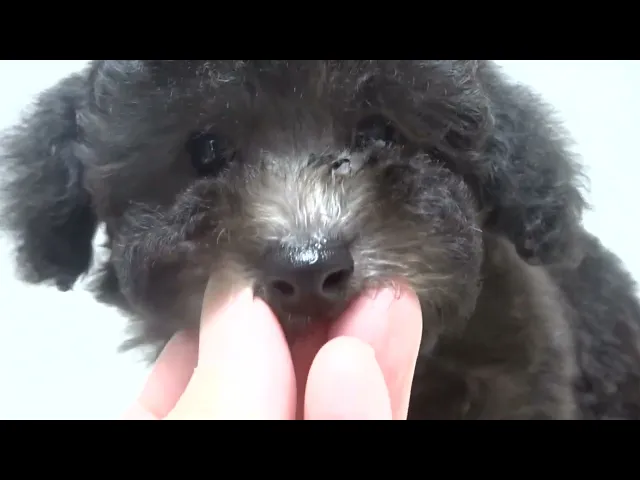 動画